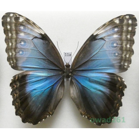 Morpho peleides Kollar, 1850 female Columbia 109mm11a